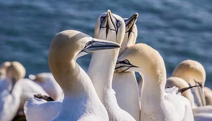 为什么广州人喝茶配点心,佛山人只专注茶本身